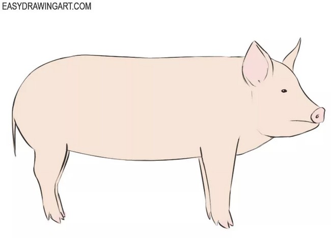 How To Draw A Pig 1