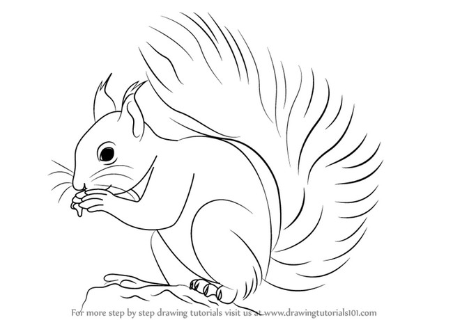 How To Draw A Red Squirrel 1
