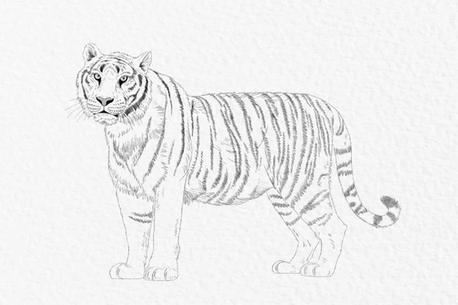 How To Draw A Tiger 1