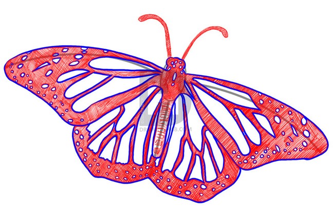 How To Draw Butterfly