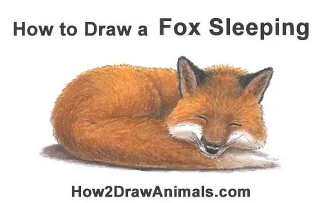 How to Sketch a Sleeping Fox