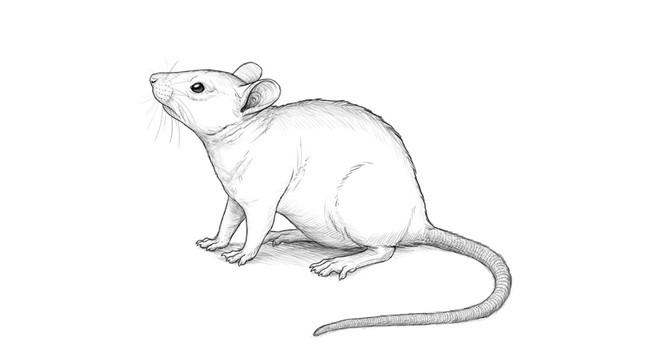 Mouse Drawing Advanced Level