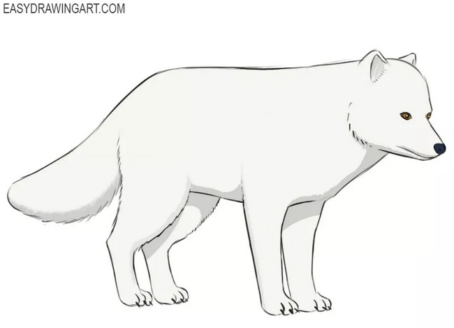 Serious Arctic Fox to Draw