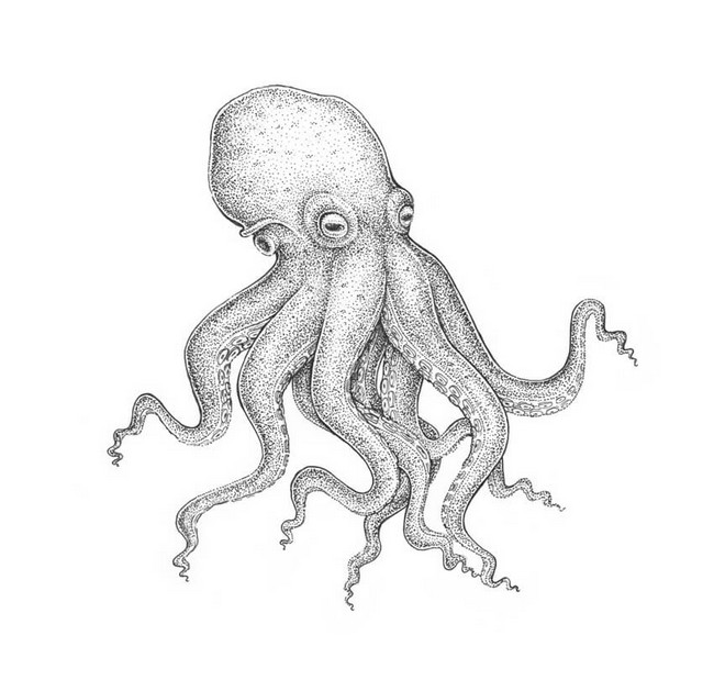 Sketch Octopus
