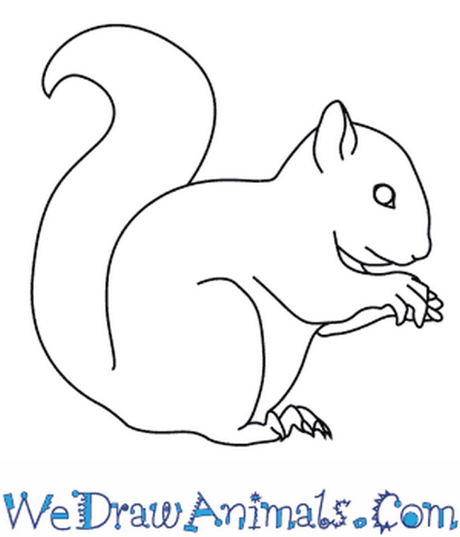 Squirrel Drawing Tutorial