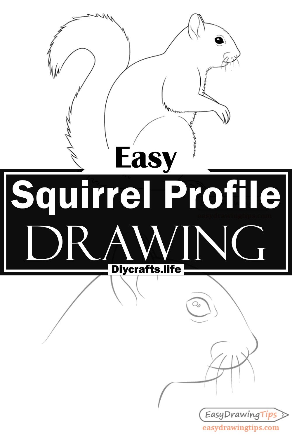 Squirrel Profile Drawing