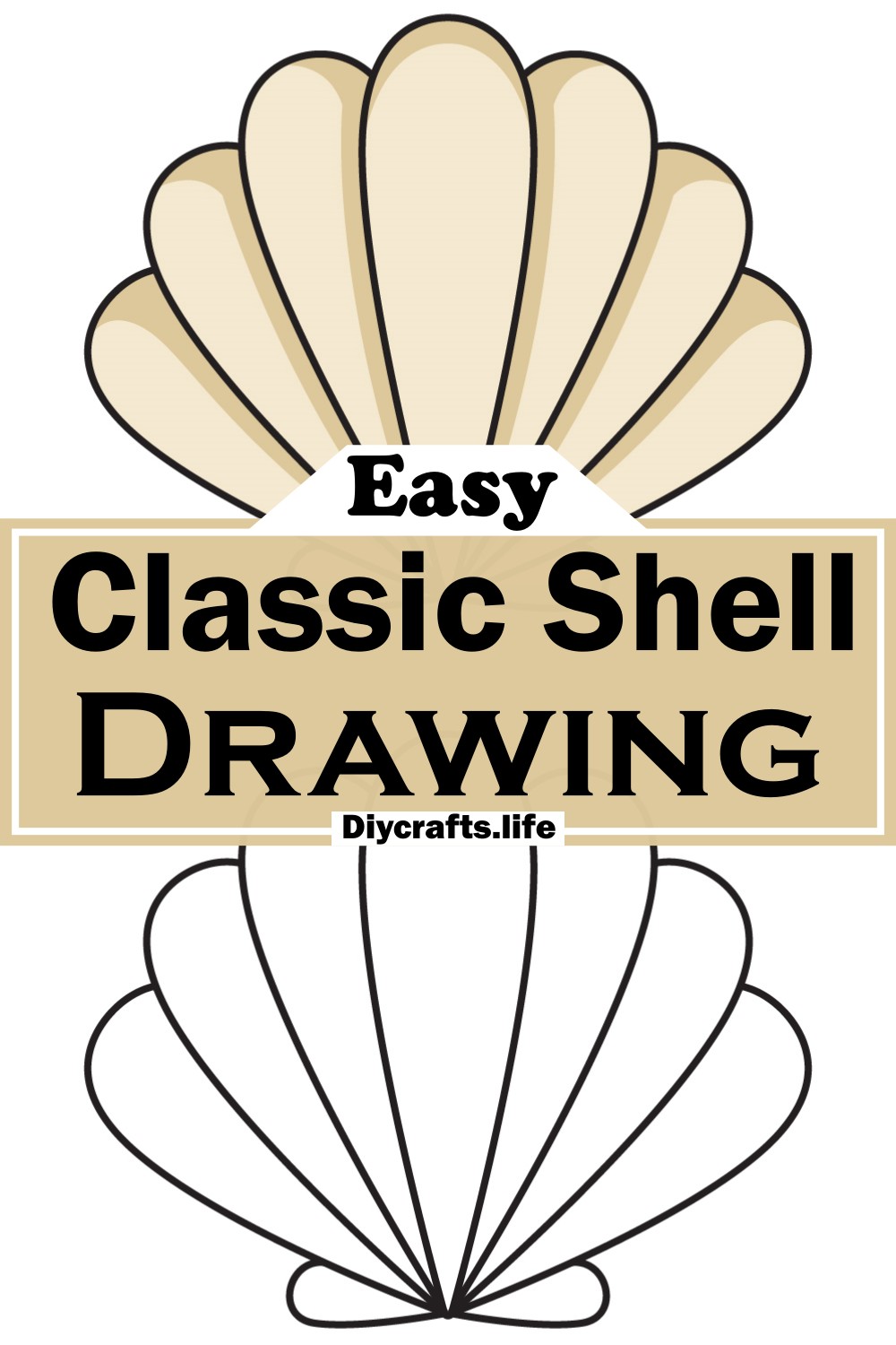 Classic Shell Drawing