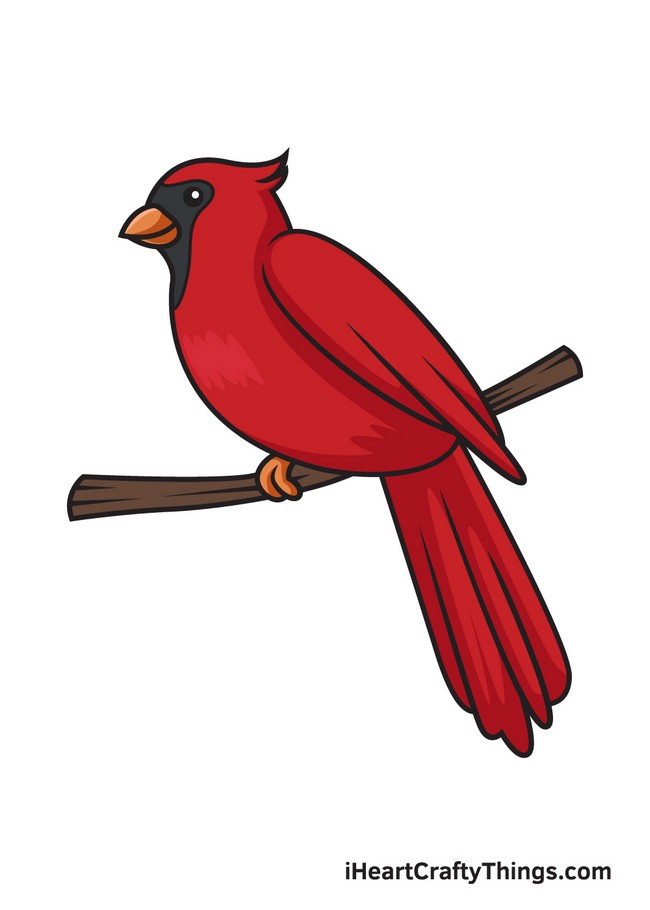 How To Draw A Cardinal