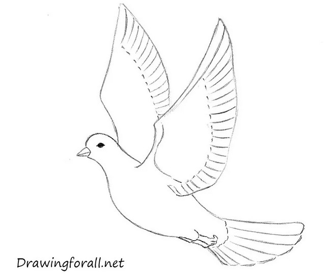 How To Draw A Dove For Beginners