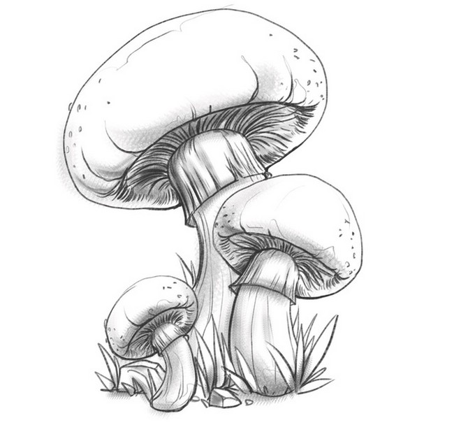 Realistic Mushroom Drawings