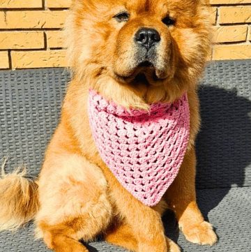 Crochet Pet Bandana - Two Creative Pattern Styles